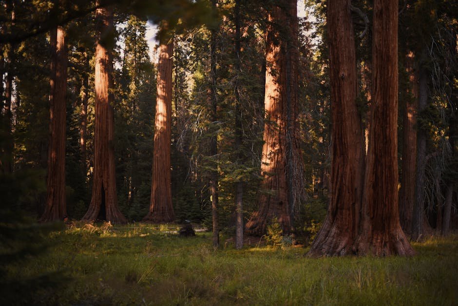 Exploring Sequoia National Park & Kings Canyon: A Complete Guide