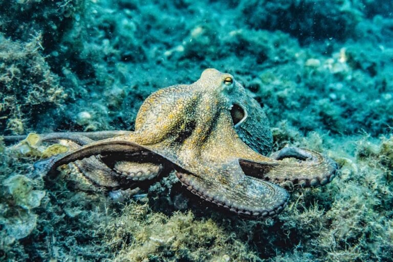 Unlocking Octopus Intelligence: How Cephalopods Evolved a Second Brain