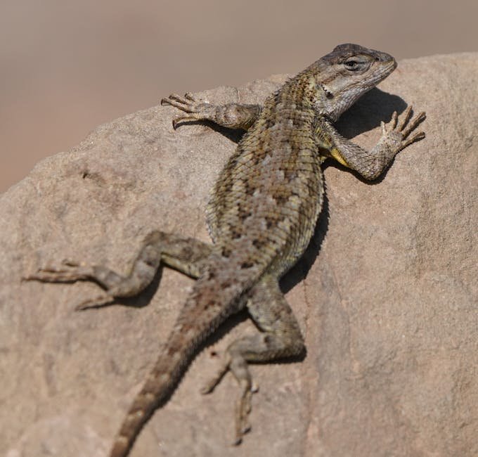 The Reptilian Conspiracy Theory: Debunking the Myth in California