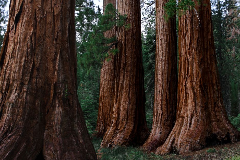 Unearthing California's Ancient Mysteries: Legends of Giants and Hidden Histories