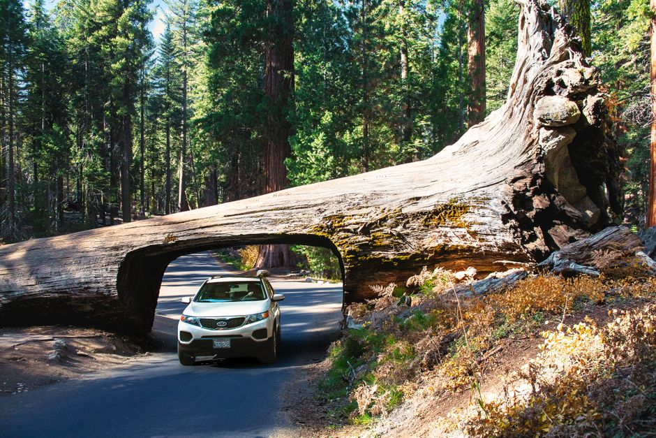 Ultimate California National Parks Road Trip: Your Essential Guide