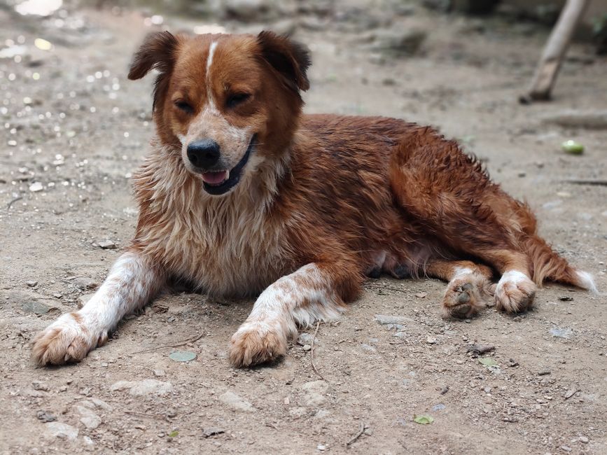 Hachiko's Enduring Loyalty: Inspiration for California Pet Travelers & Global Adventures