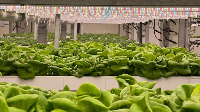 Dyson's Vertical Farming Innovation: A Glimpse into California's Sustainable Agritourism Future